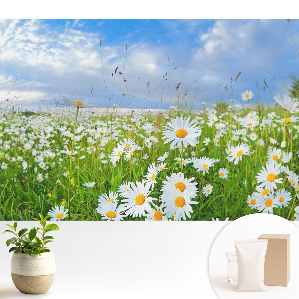 Fototapeta do salonu Kwiecista łąka latem