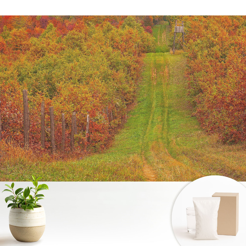 Nowoczesna fototapeta na wymiar Jesienna droga pośród kolorowych drzew