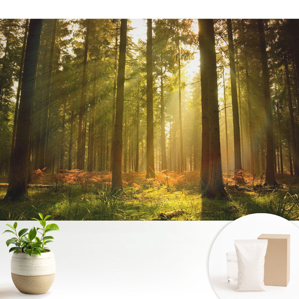 Tapeta fotograficzna flizelinowa Słoneczny las o poranku