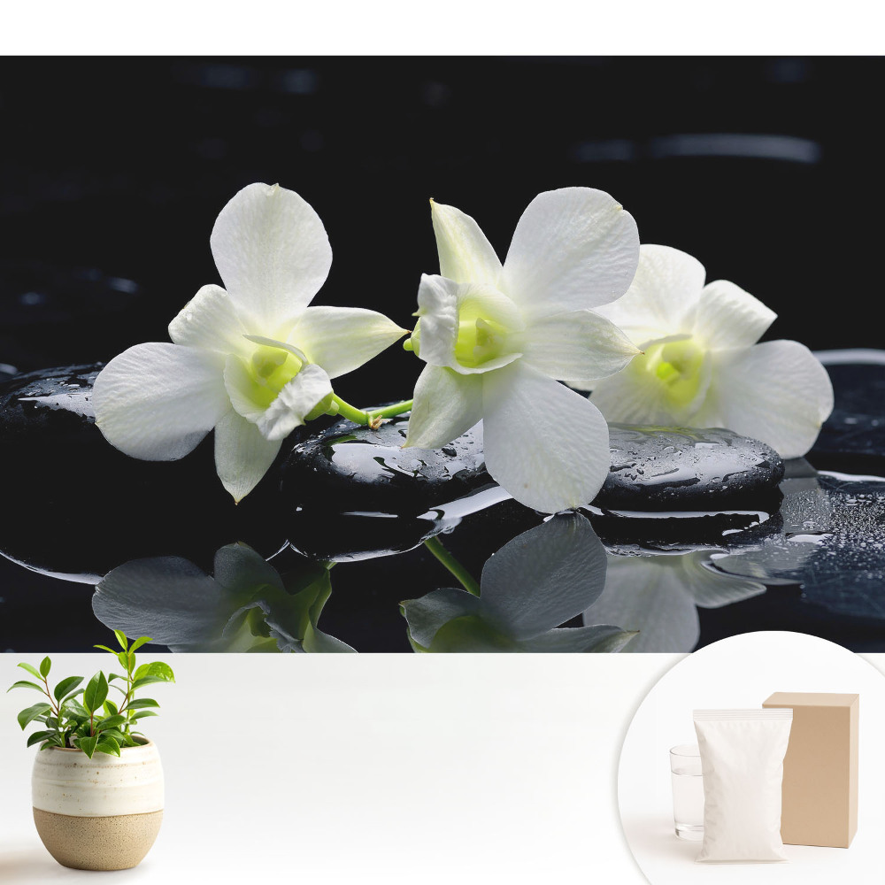 Nowoczesna fototapeta na wymiar Białe orchidee na kamieniach.