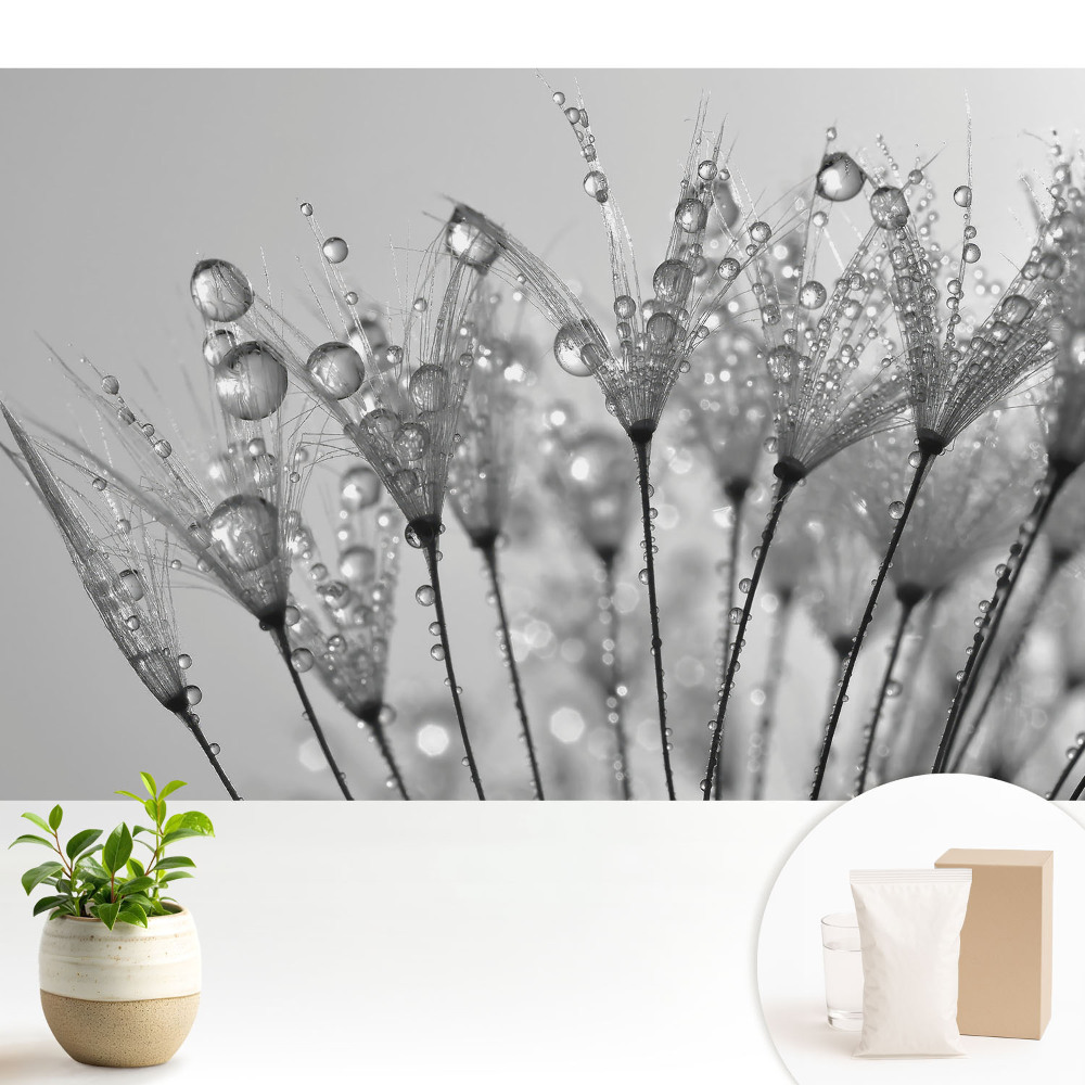 Fototapeta do salonu Krople na nasionach dmuchawca