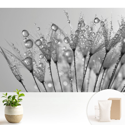 Fototapeta do salonu Krople na nasionach dmuchawca