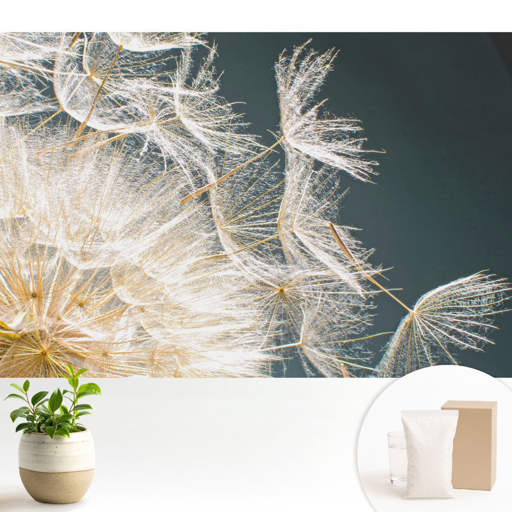 Fototapeta flizelinowa do salonu Eteryczne nasiona delikatnego dmuchawca