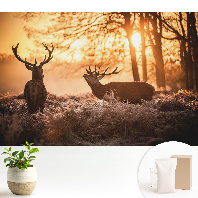 Fototapeta Jesienne jelenie w świetle wschodu