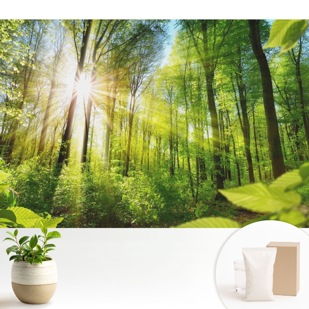 Fototapeta flizelinowa do salonu Leśny pejzaż blask słońca energia.