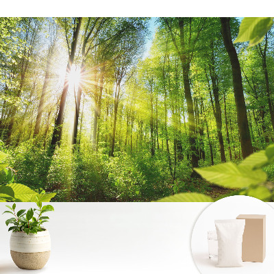 Fototapeta flizelinowa do salonu Leśny pejzaż blask słońca energia.