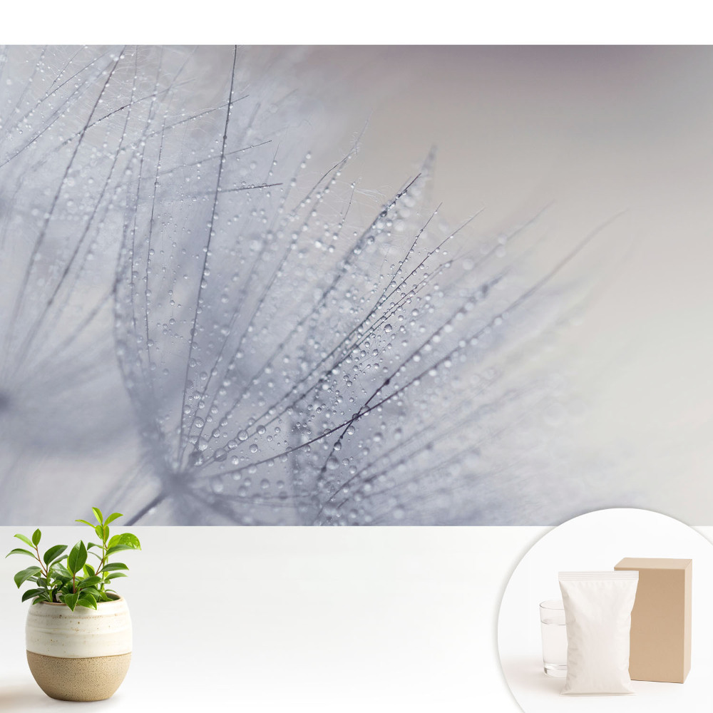 Fototapeta Makro kropel na włóknach dmuchawca