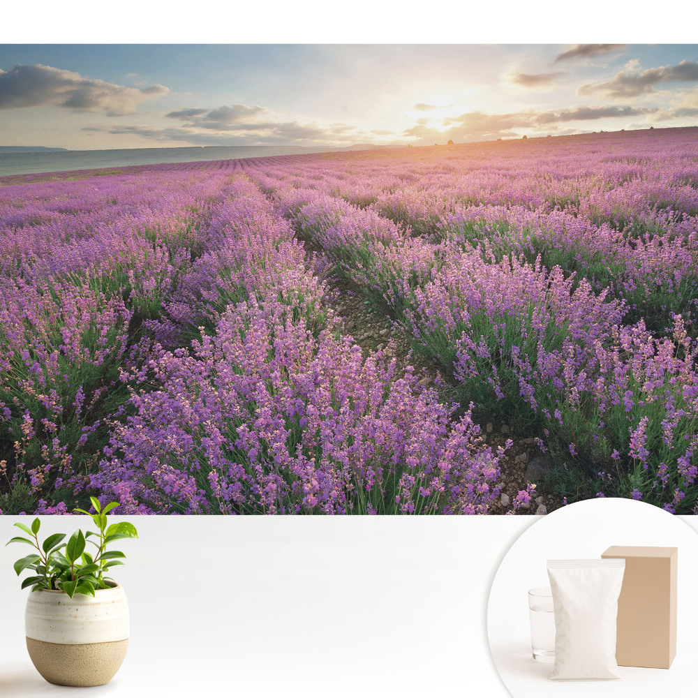 Fototapeta z nadrukiem na flizelinie Fioletowe lawendy zachód słońca