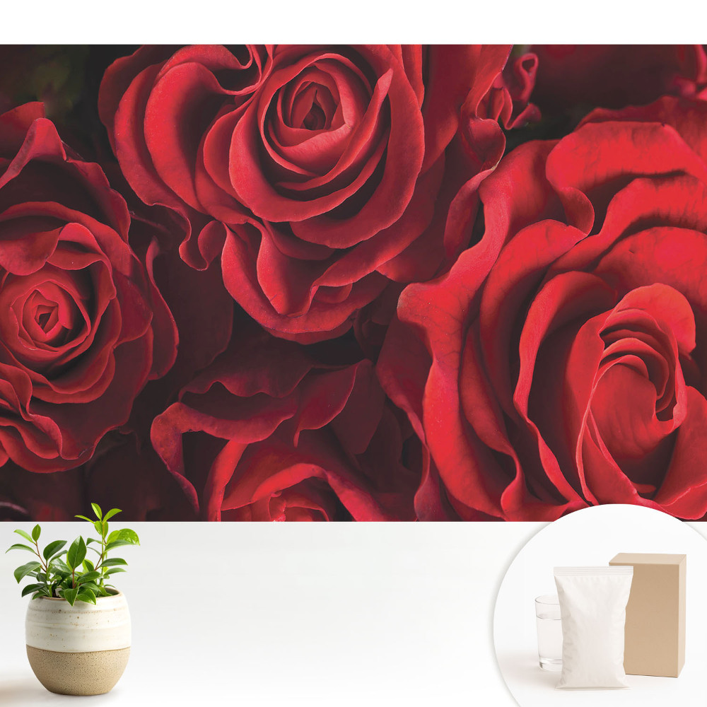 Fototapeta flizelinowa do salonu Czerwone róże harmonijnie eleganckie