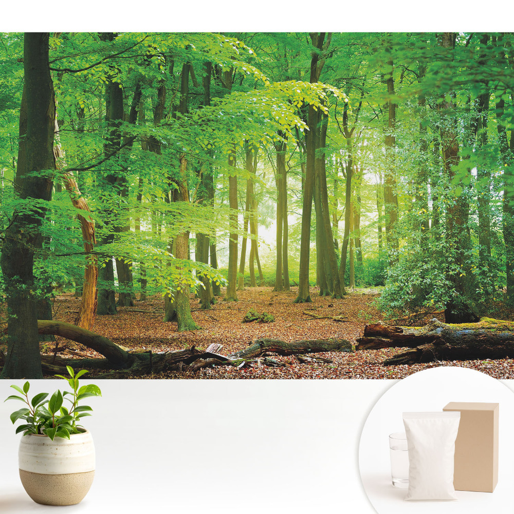 Tapeta fotograficzna flizelinowa Leśny krajobraz z promieniami słońca