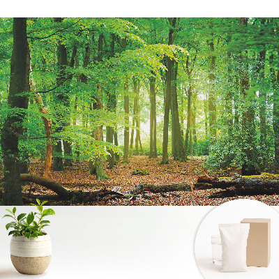 Tapeta fotograficzna flizelinowa Leśny krajobraz z promieniami słońca