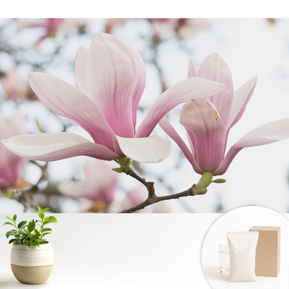 Fototapeta z nadrukiem na flizelinie Różowe magnolie natura romantyczna