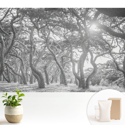 Tapeta fotograficzna flizelinowa Tajemniczy klasyczny las