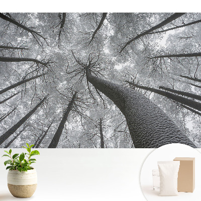 Fototapeta flizelinowa do salonu Zimowy las z perspektywy dołu