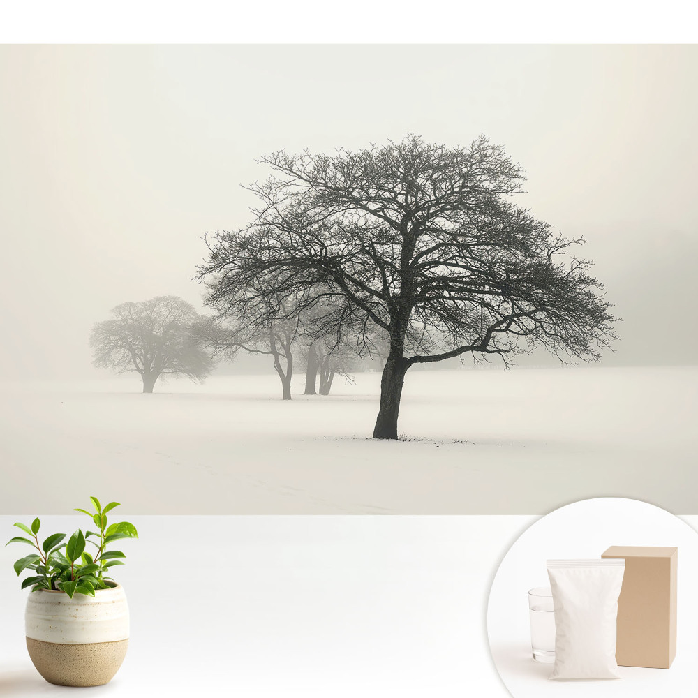 Fototapeta na wymiar do sypialni Drzewa we mgle zimowy krajobraz