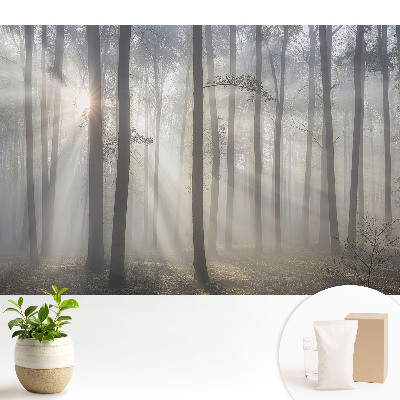 Fototapeta flizelinowa do salonu Poranny spokój wśród drzew