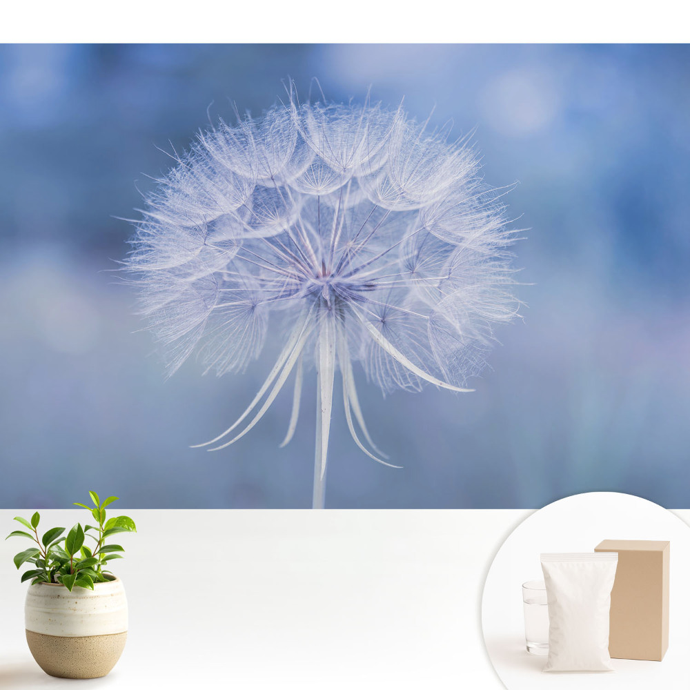 Fototapeta z nadrukiem na flizelinie Dmuchawiec w błękitnej tonacji