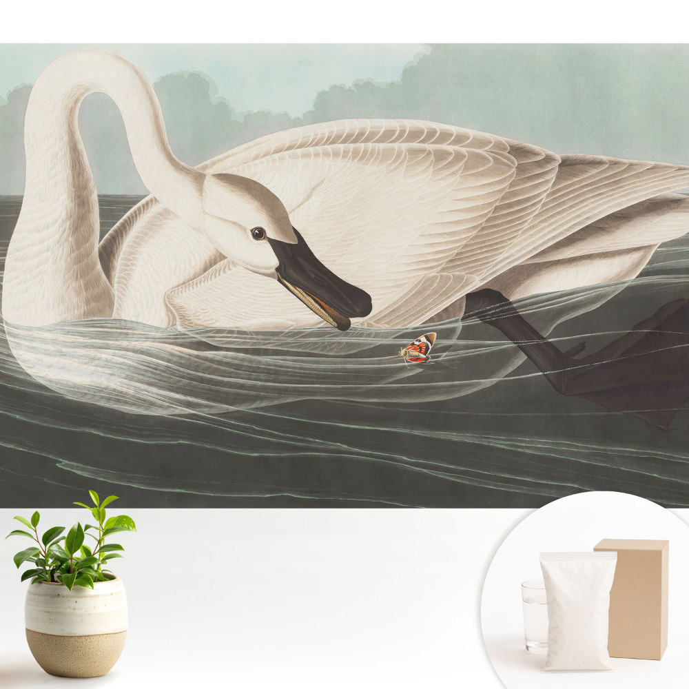 Fototapeta flizelinowa do salonu Łabędź na tafli wody