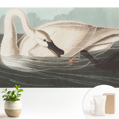 Fototapeta flizelinowa do salonu Łabędź na tafli wody