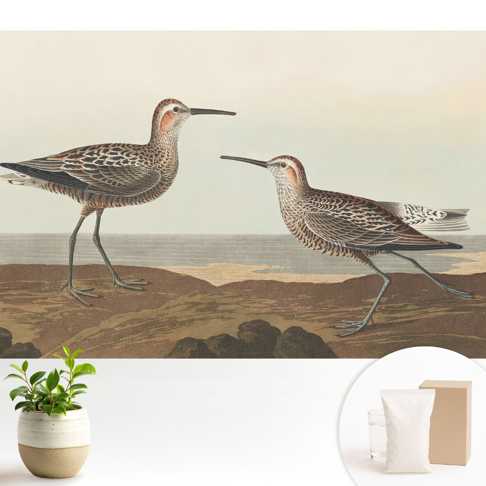 Nowoczesna fototapeta na wymiar Dwóm ptakom na morskim brzegu