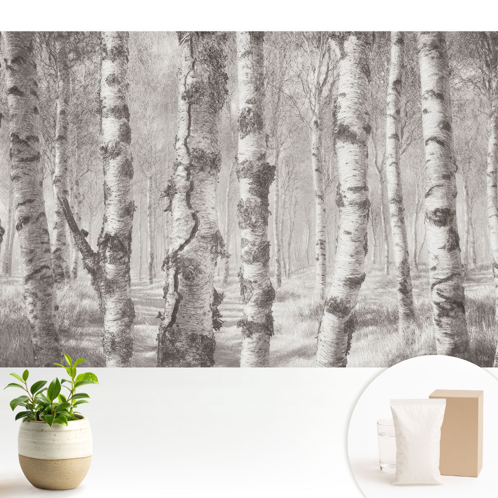 Fototapeta z nadrukiem na flizelinie Brzozy w klasycznym lesie