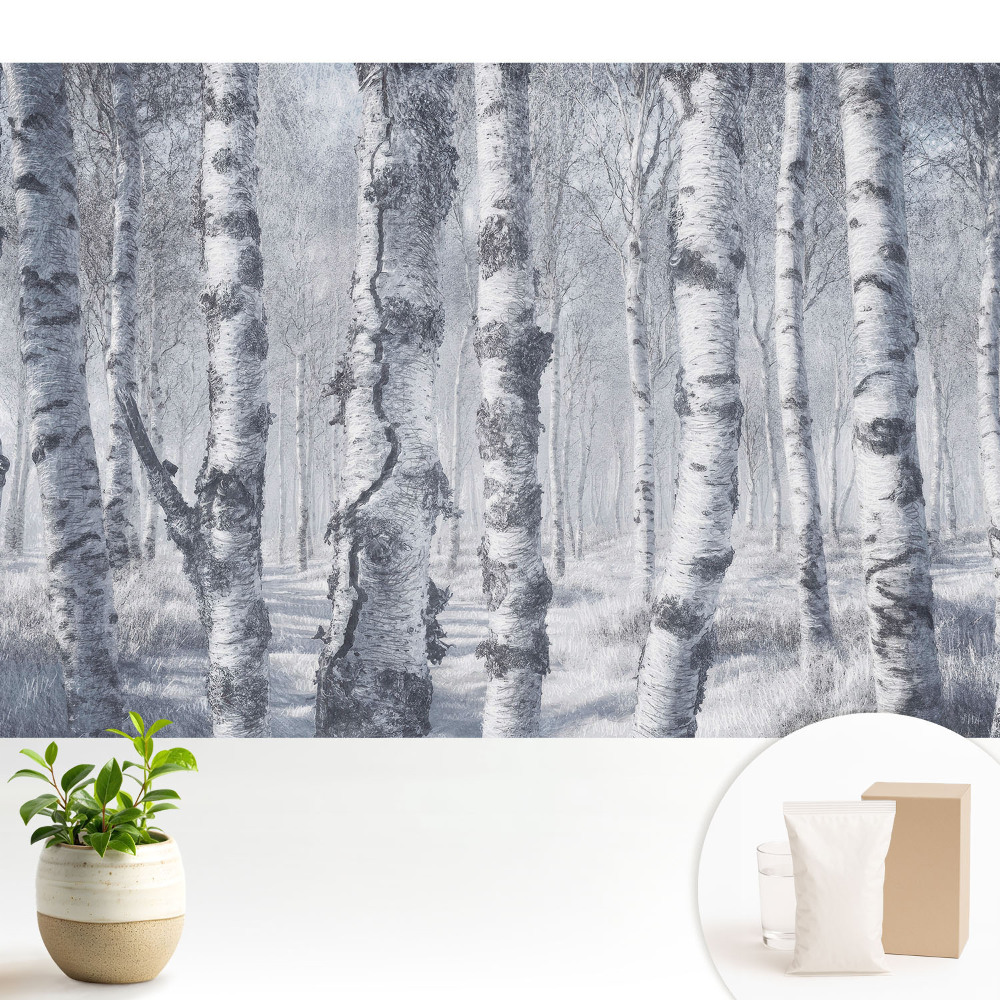 Fototapeta flizelinowa do salonu Zimowy las brzózowy