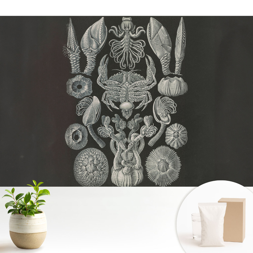 Fototapeta z nadrukiem na flizelinie Artystyczna rycina morskich organizmów