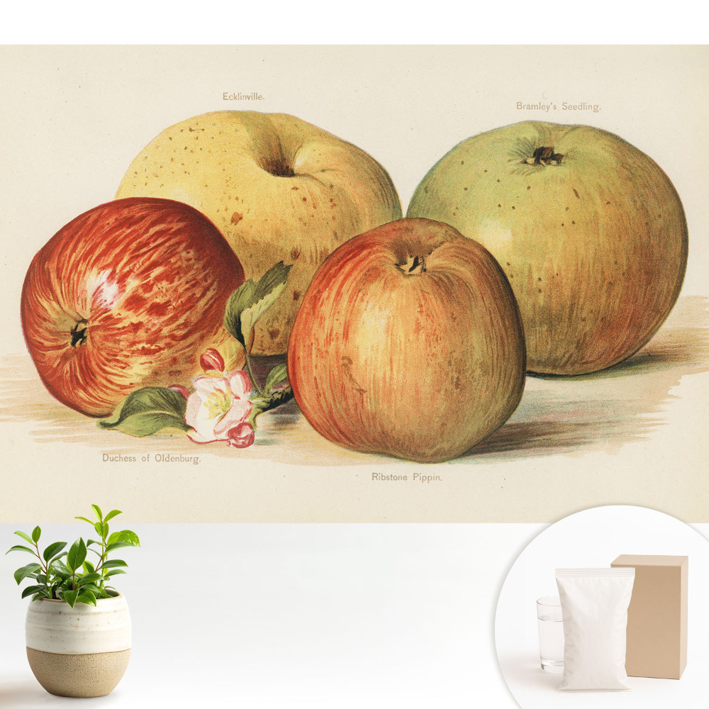 Tapeta fotograficzna flizelinowa Cztery jabłka kwiat jabłoni klasyczny styl