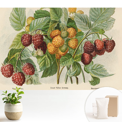 Tapeta fotograficzna flizelinowa Maliny na botanicznej ilustracji