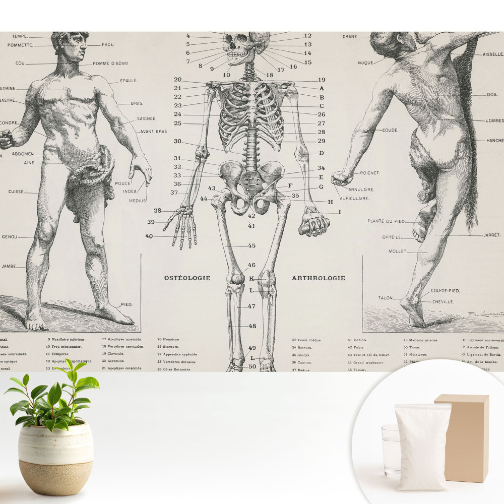 Fototapeta z nadrukiem na flizelinie Anatomiczne ilustracje styl retro