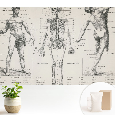 Fototapeta z nadrukiem na flizelinie Anatomiczne ilustracje styl retro