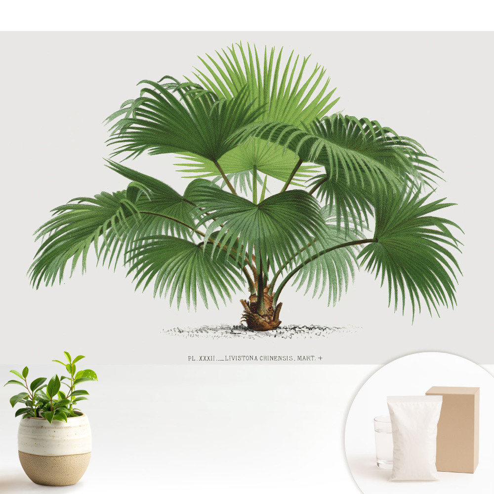 Nowoczesna fototapeta na wymiar Palma elegancja klasyczna