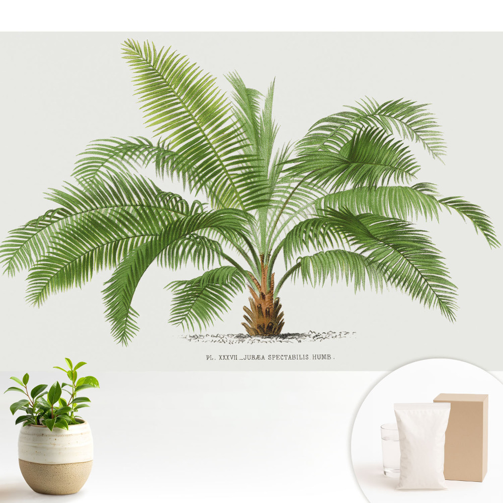 Fototapeta z nadrukiem na flizelinie Ilustracja tropikalnej palmy