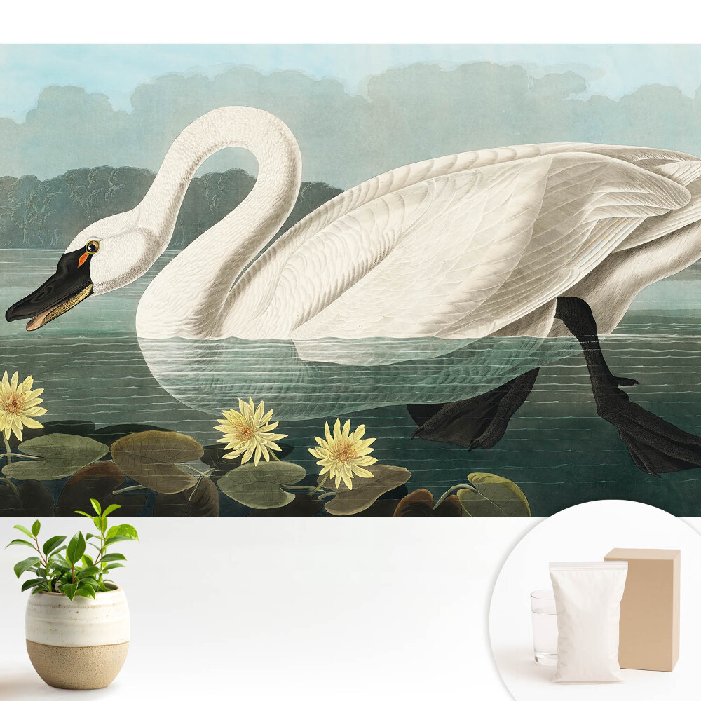 Fototapeta Stylowy łabędź i nenufary klasyczne piękno