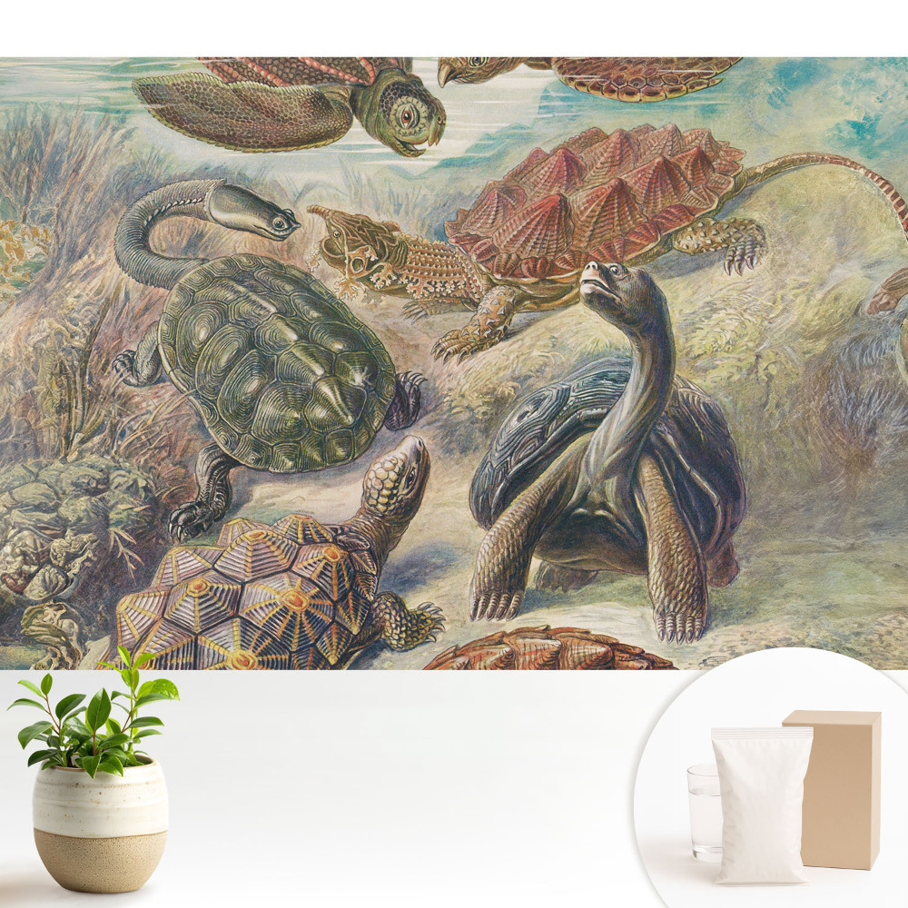 Fototapeta do salonu Różnorodne żółwie w wodnej scenerii