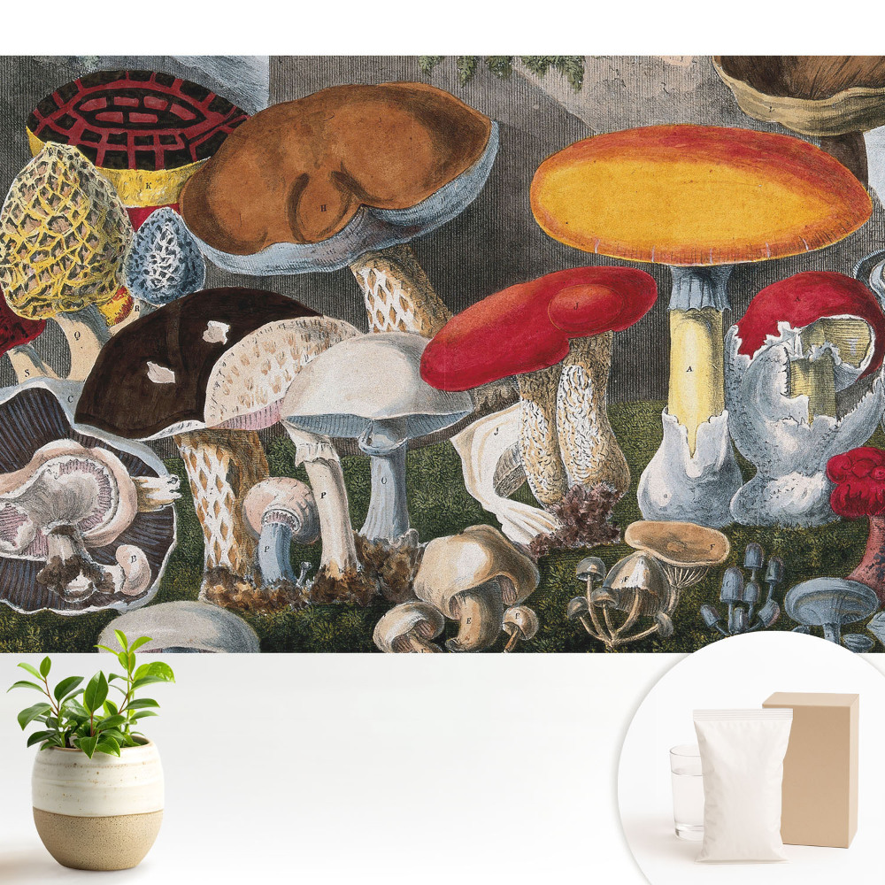 Tapeta fotograficzna flizelinowa Różnorodność grzybów botaniczny styl