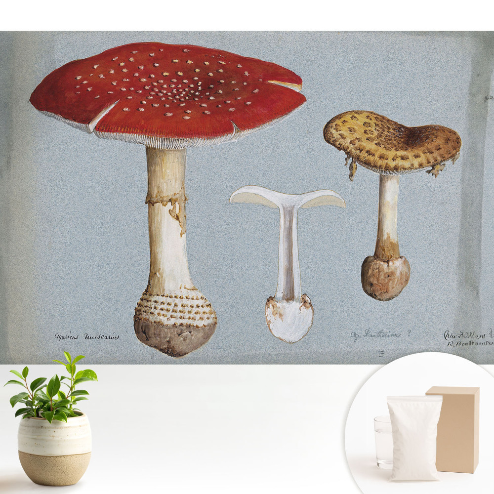 Tapeta fotograficzna flizelinowa Ilustracja grzybów klasyczny styl