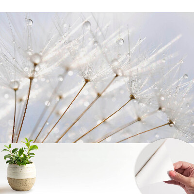 Fototapeta Dmuchawiec z kroplami rosy