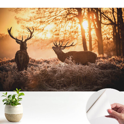 Fototapeta Jesienne jelenie w świetle wschodu