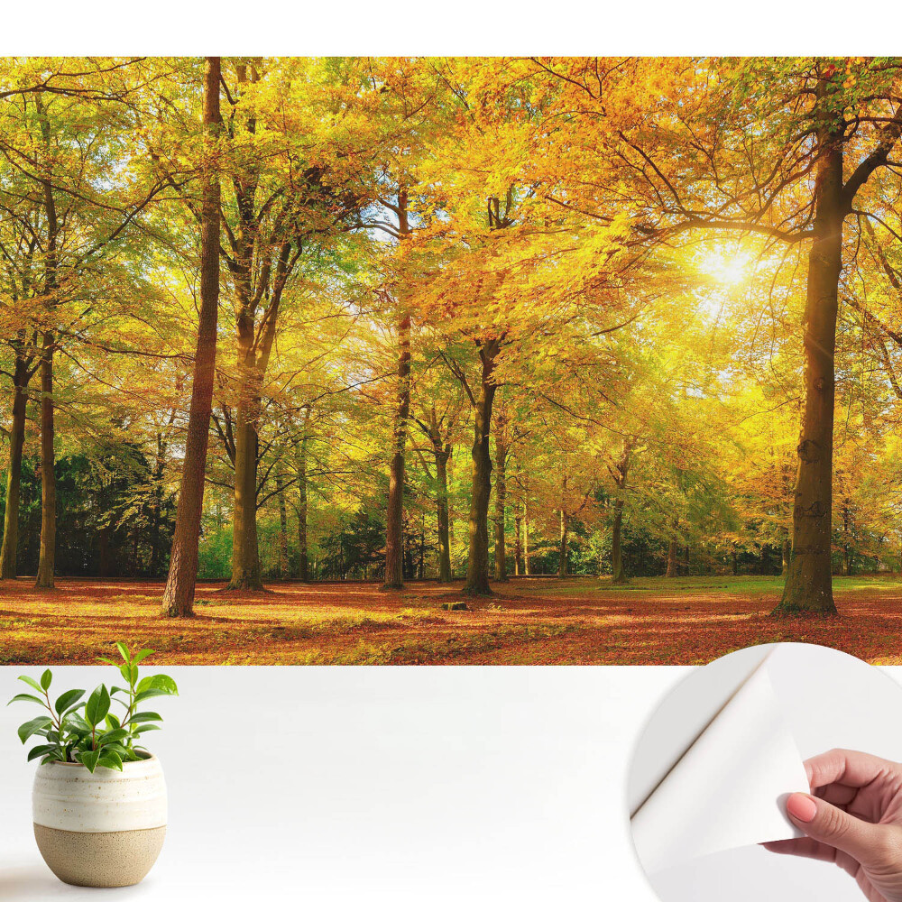 Fototapeta samoprzylepna do salonu Jesienna panorama lasu pełna barwnych liści