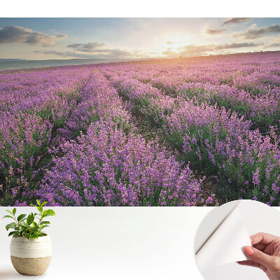 Fototapeta z nadrukiem samoprzylepna Fioletowe lawendy zachód słońca