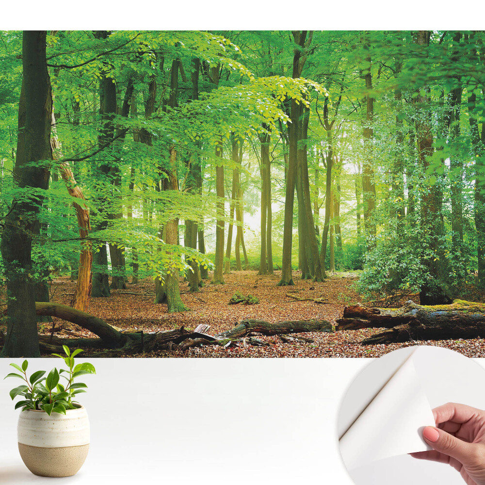 Tapeta fotograficzna samoprzylepna Leśny krajobraz z promieniami słońca