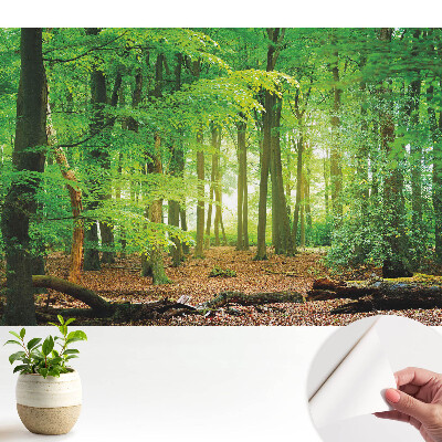 Tapeta fotograficzna samoprzylepna Leśny krajobraz z promieniami słońca