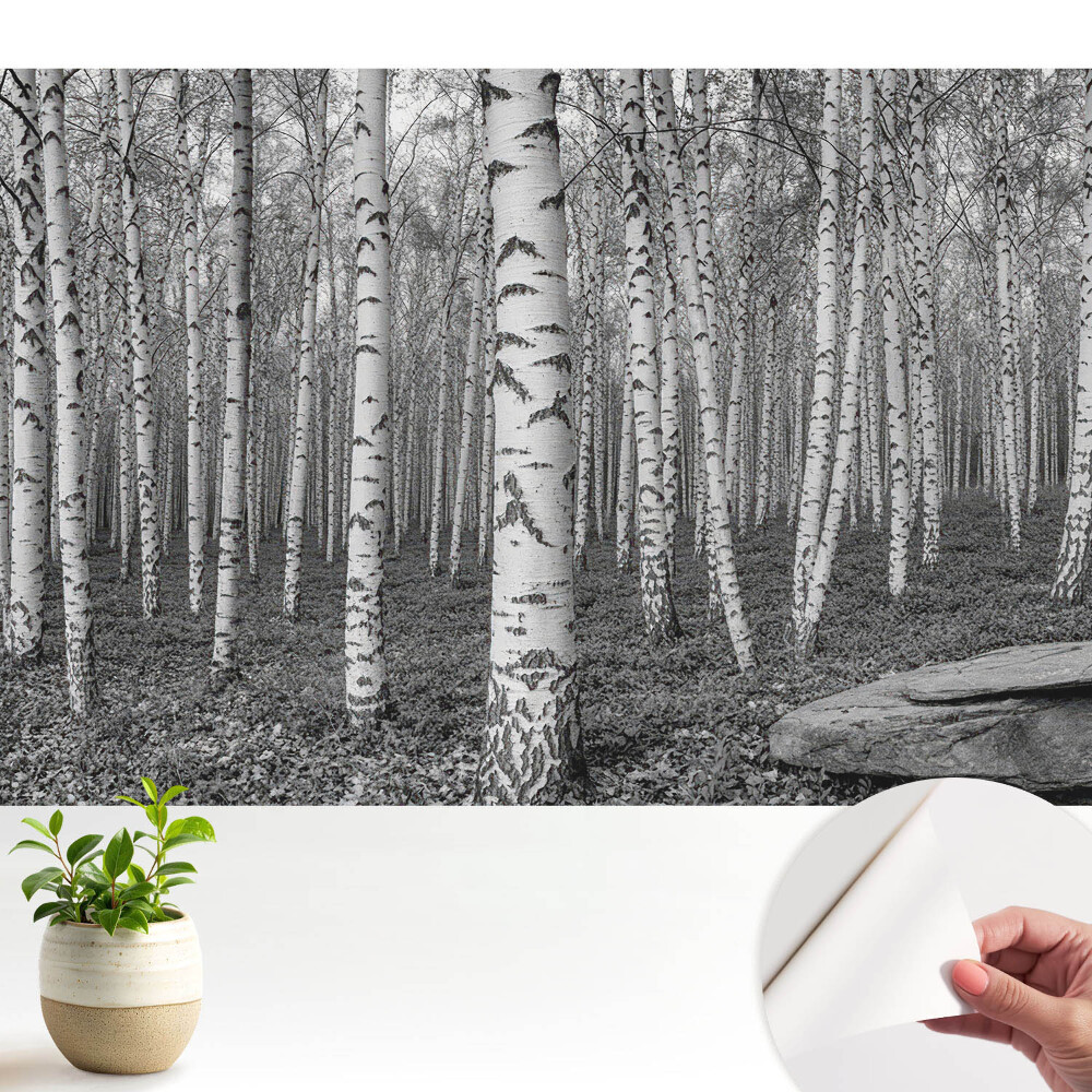 Tapeta fotograficzna samoprzylepna Las brzozowy spokój natury harmonia