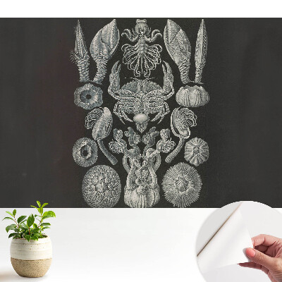 Fototapeta z nadrukiem samoprzylepna Artystyczna rycina morskich organizmów