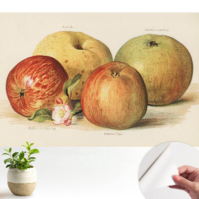 Tapeta fotograficzna samoprzylepna Cztery jabłka kwiat jabłoni klasyczny styl