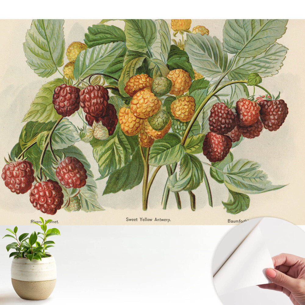 Tapeta fotograficzna samoprzylepna Maliny na botanicznej ilustracji
