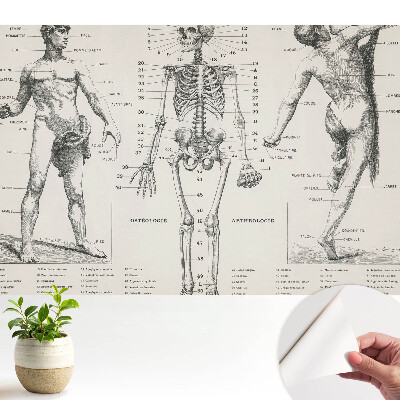 Fototapeta z nadrukiem samoprzylepna Anatomiczne ilustracje styl retro