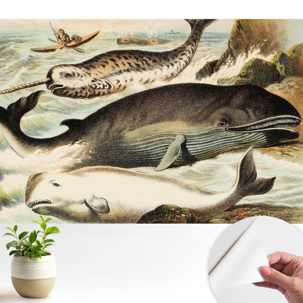 Tapeta fotograficzna samoprzylepna Ilustracja klasycznych waleni z narwalem