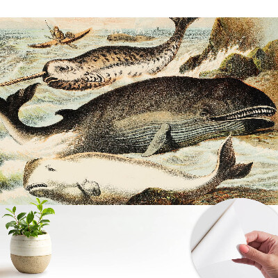 Tapeta fotograficzna samoprzylepna Ilustracja klasycznych waleni z narwalem